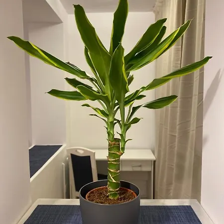 Lägenhet Take Pro Timişoara