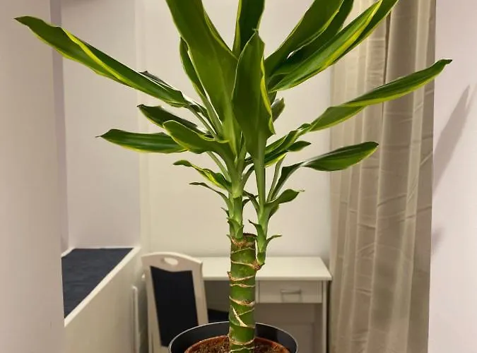 Apartamento Take Pro Timişoara